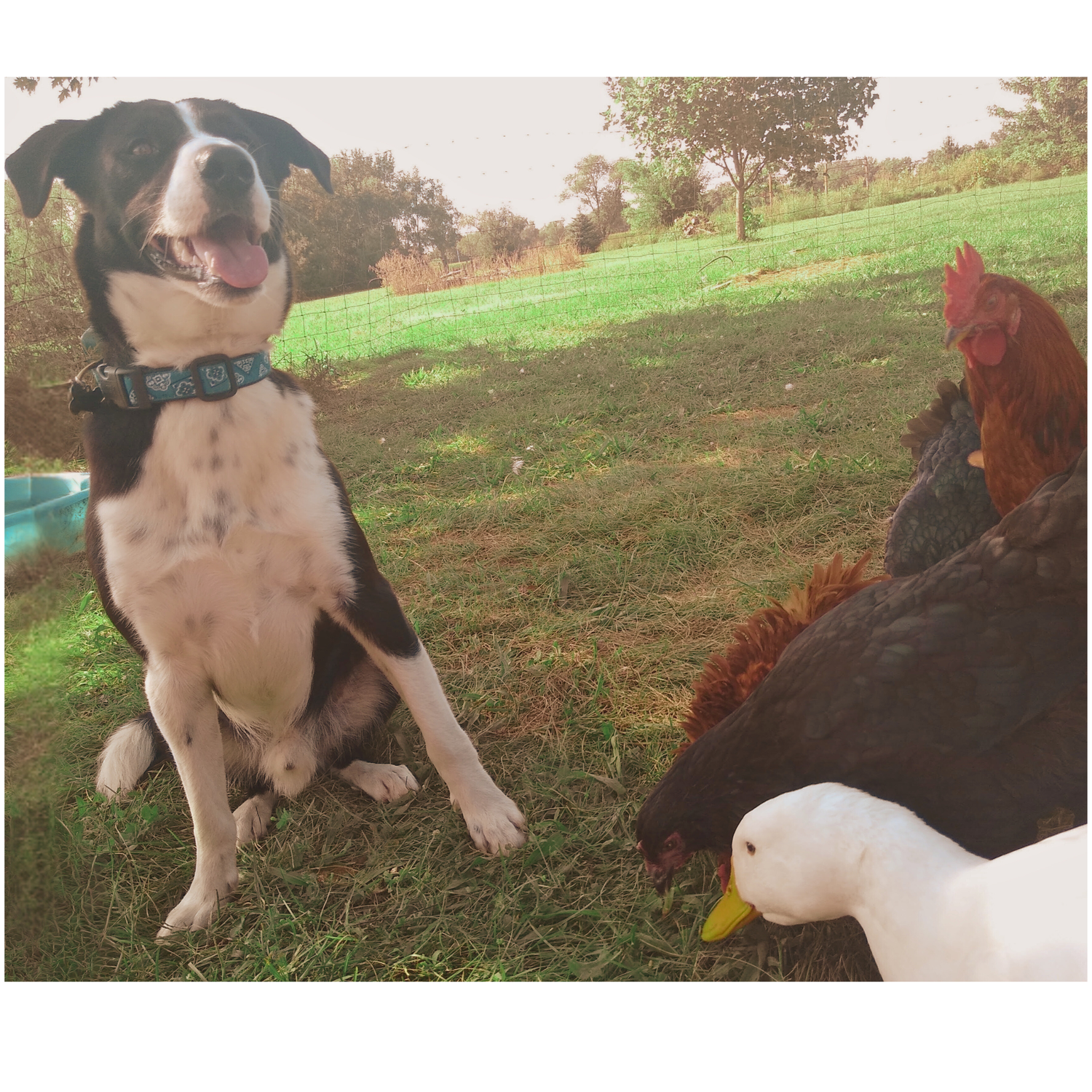 Homestead Essentials